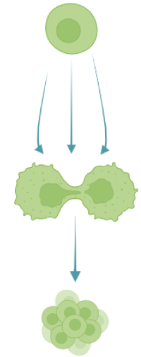 NMIIB